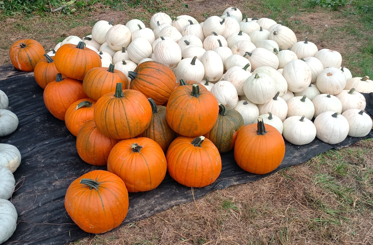 orange und weiße halloween Kürbis orange und weiße halloween Kürbis